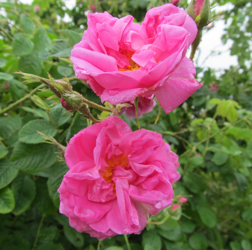 Bulgarian rose water | Ekowarehouse